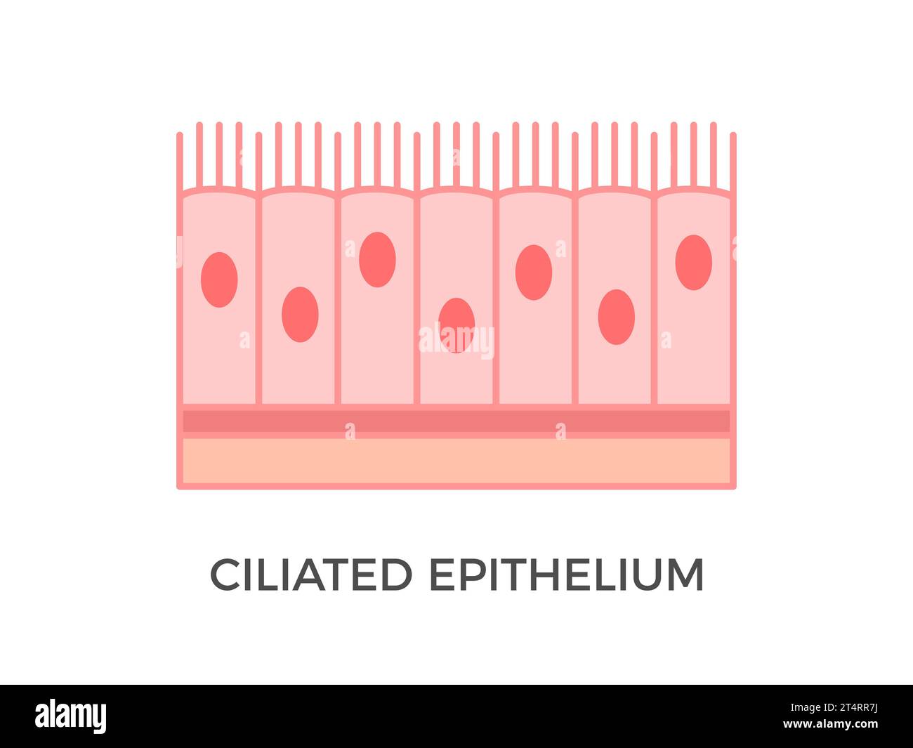 Epitelio ciliato. Tipi di tessuto epiteliale. Svolge la funzione di movimento di particelle o fluidi sulla superficie epiteliale. Vettore Illustrazione Vettoriale