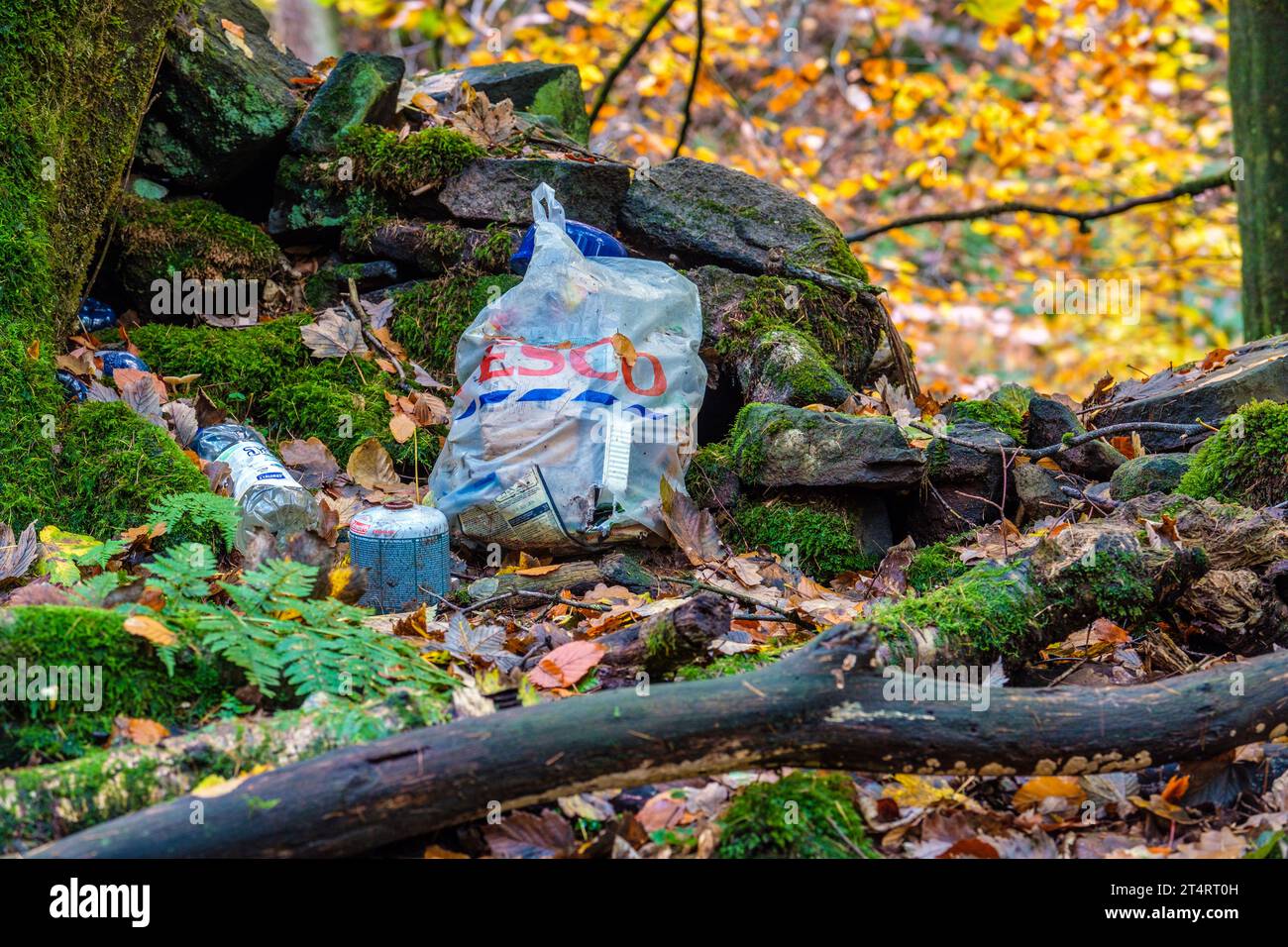 Sacchi di spazzatura lasciati in un bosco del Peak District da campeggiatori selvatici/campeggiatori volanti Foto Stock