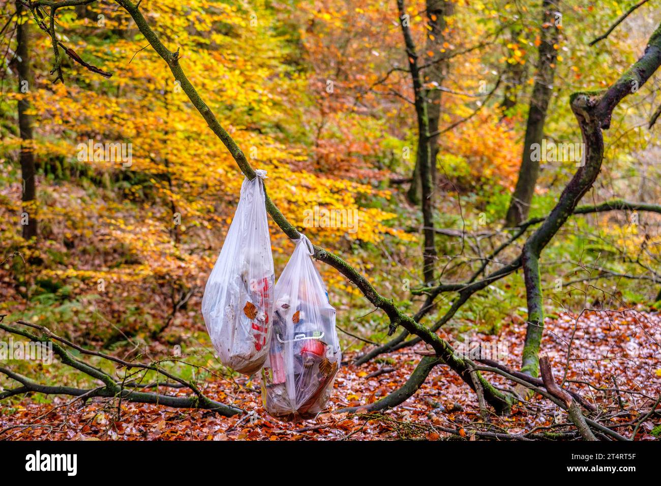 Sacchi di spazzatura lasciati in un bosco del Peak District da campeggiatori selvatici/campeggiatori volanti Foto Stock