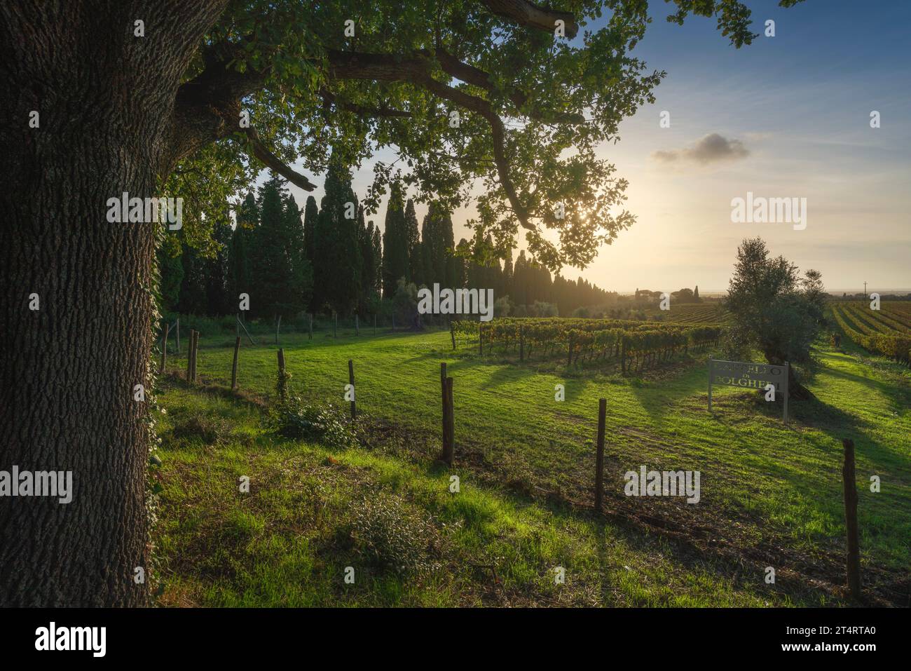 BOLGHERI, TOSCANA - ITALIA - 7 OTTOBRE 2020: Vigneti e ulivi del Castello di Bolgheri al tramonto. Albero sulla sinistra nella stagione autunnale. Orizzontale in Foto Stock