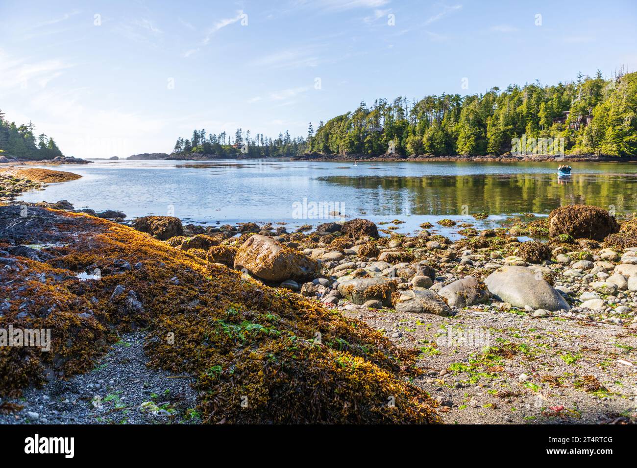 Aspra costa ricoperta di rocce e alberi a Ucluelet, sulla costa occidentale dell'Isola di Vancouver, British Columbia, Canada. Foto Stock