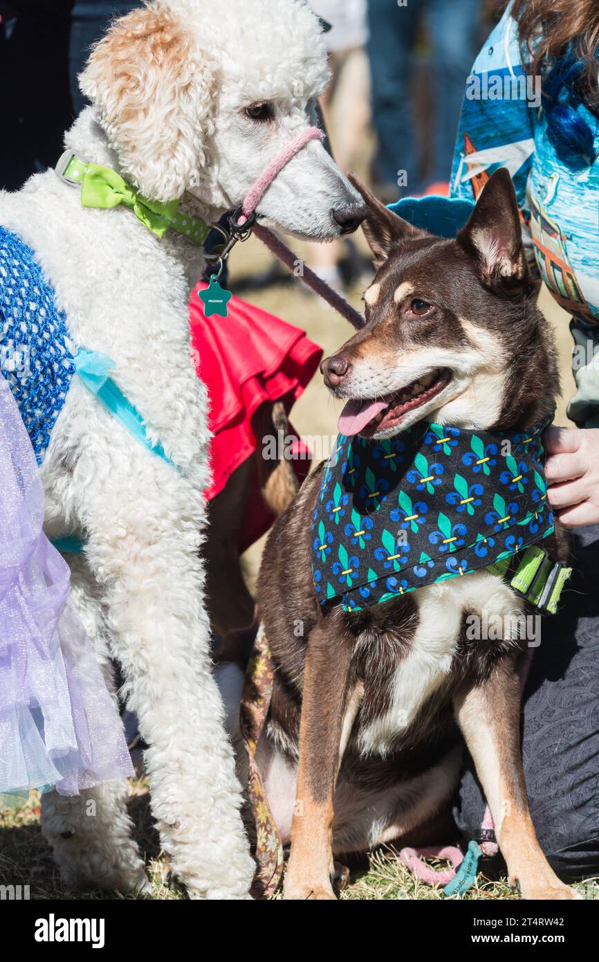 Due cani che indossano costumi si siedono uno accanto all'altro a una gara di Halloween in un parco di Atlanta. Foto Stock