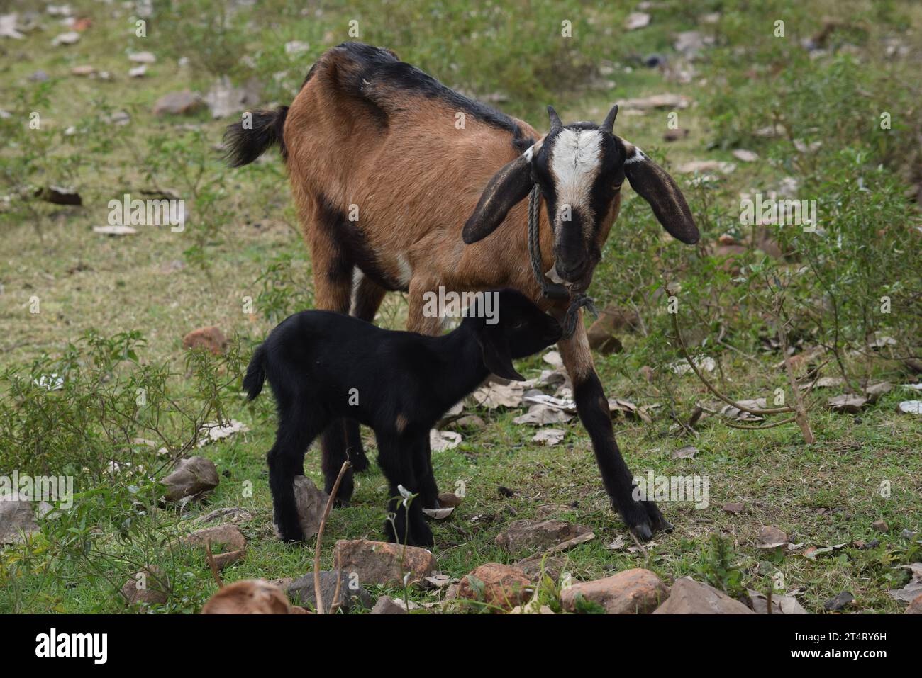 La Baby Goat viene accarezzata dalla madre Foto Stock