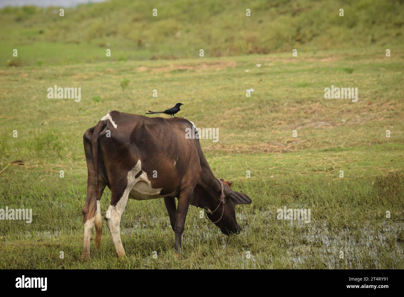 Una mucca con un uccello sulla schiena Foto Stock