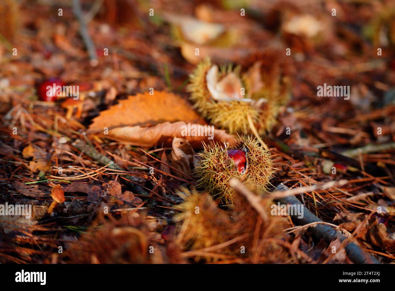 Castagna in guscio Foto Stock