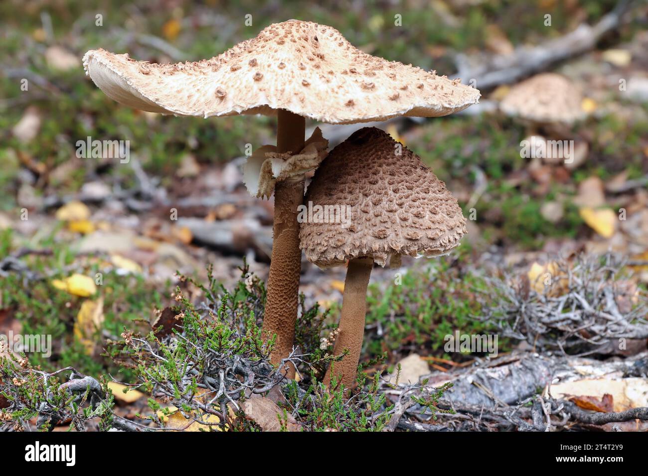 Funghi commestibili parasolo funghi nella foresta Foto Stock