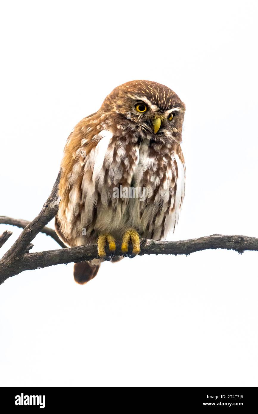Gufo pigmeo ferruginoso, Glaucidium brasilianum, foresta di Calden, provincia di la Pampa, Patagonia, Argentina. Foto Stock