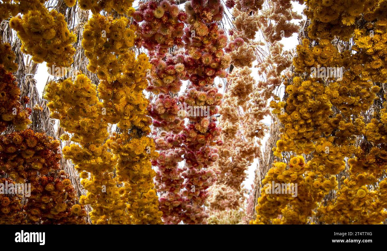Esposizione di fiori secchi sul soffitto mercato dei fiori Amsterdam Foto Stock