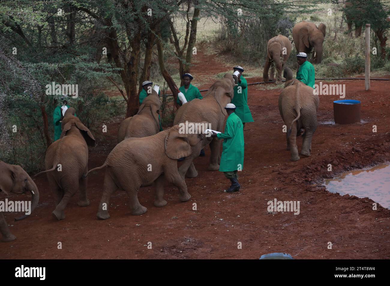 Nairobi, Kenya. 1 novembre 2023. I custodi degli elefanti nutrono i piccoli elefanti con il latte presso la Sheldrick Trust Foundation, dove re Carlo III e la regina Camilla per conoscere la fondazione. La regina Camilla e il re Carlo III sono in Kenya per una visita di stato su invito del presidente William Ruto. Credito: SOPA Images Limited/Alamy Live News Foto Stock