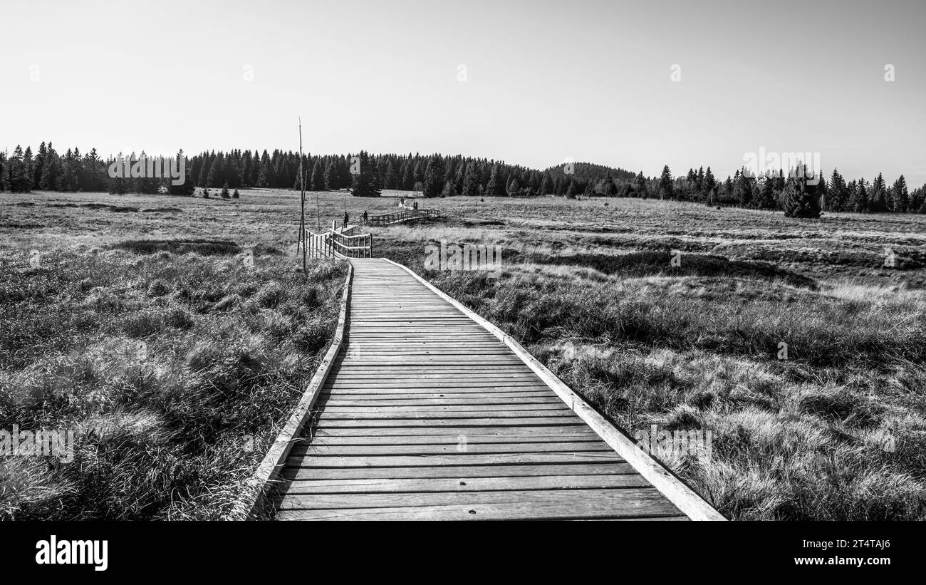 Sentiero in legno nella riserva naturale Bozi Dar torbiere nelle soleggiate giornate autunnali. Ore Mountains, ceco: Krusne hory, Repubblica Ceca. Fotografia in bianco e nero. Foto Stock