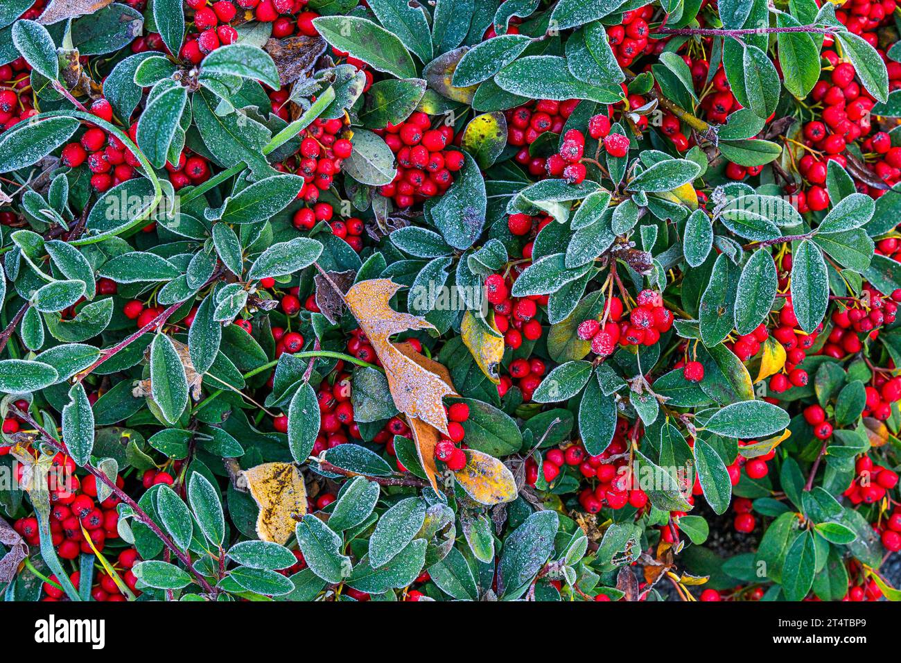 Foglie smerigliate e bacche rosse di cotoneaster. Foto Stock