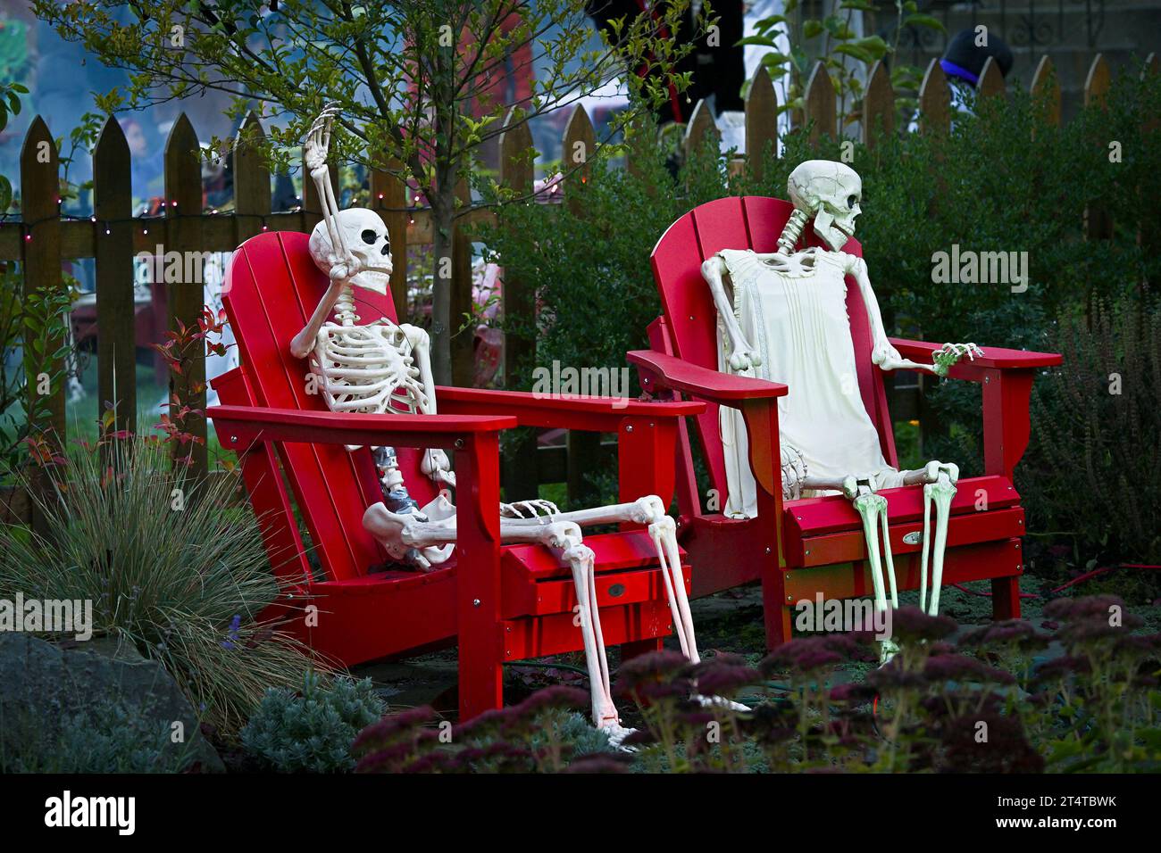 Halloween, scheletri che si rilassano sulle sedie rosse Adirondack Foto Stock