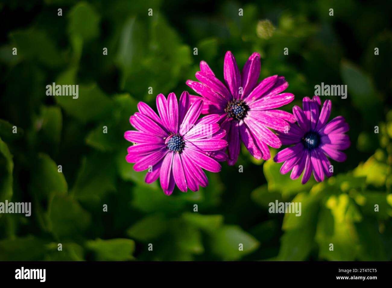 Osteospermum viola bellissimo fiore di margherita africano in fiore su un fondo di fiori verdi Foto Stock