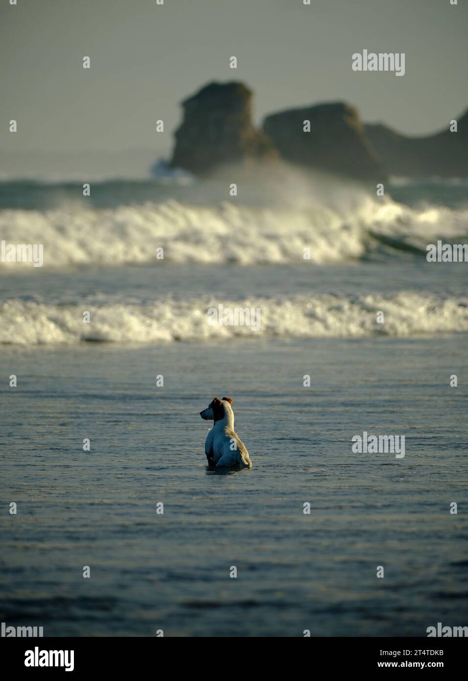 panorama in cui è possibile vedere due rocce giganti sul fondo della spiaggia, una serie di onde nel mezzo e in primo piano il cane di un surfista, waiti Foto Stock