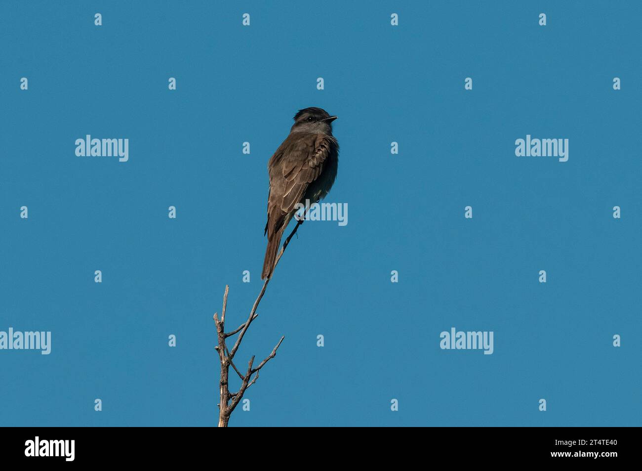 Slaty Flycatcher incoronato nell'ambiente della foresta di Calden, provincia di la Pampa, Argentina. Foto Stock