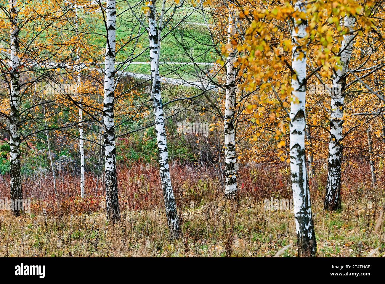 Foresta di betulle in autunno: Foglie e erba Foto Stock