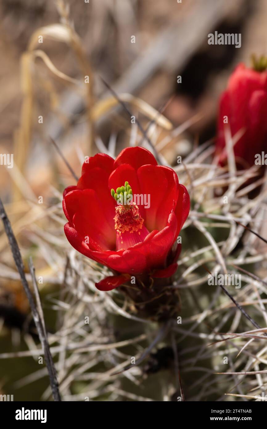 Un cactus rosso brillante della tazza Claret (Echinocereus triglochidiatus) in fiore fornisce un contrappunto luminoso allo sfondo abbronzato Foto Stock