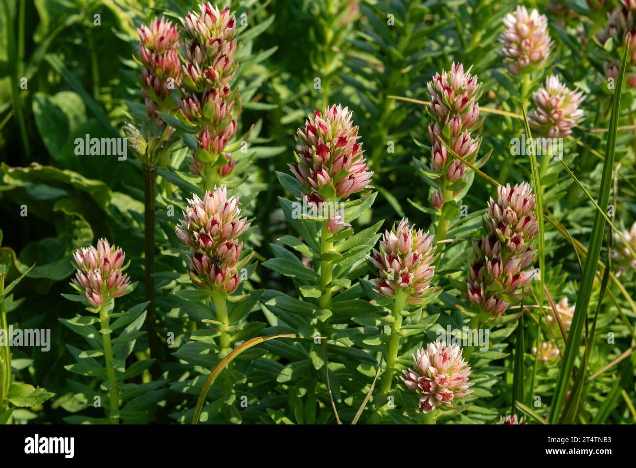 Lo scalogno rosso (Rhodiola rhodantha), o corona della regina, un tipo di sedum, cresce vicino al lago Marie sotto Medicine Bow Mountain nel Wyoming. Foto Stock