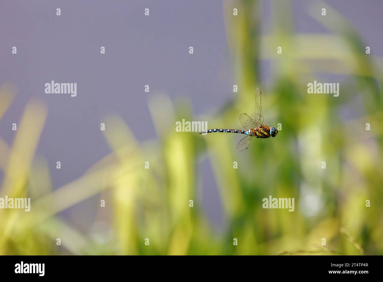 Vista laterale di una libellula migrante blu e marrone (Aeshna mixta) in volo nelle zone umide vicino a Guildford, Surrey, nel sud-est dell'Inghilterra Foto Stock