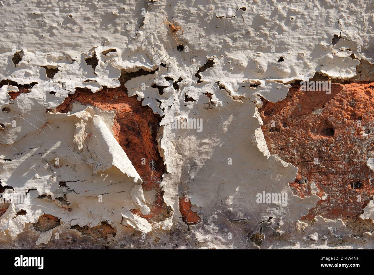 Ragno nascosto in bella vista su un muro di mattoni con vernice bianca che si stacca Foto Stock