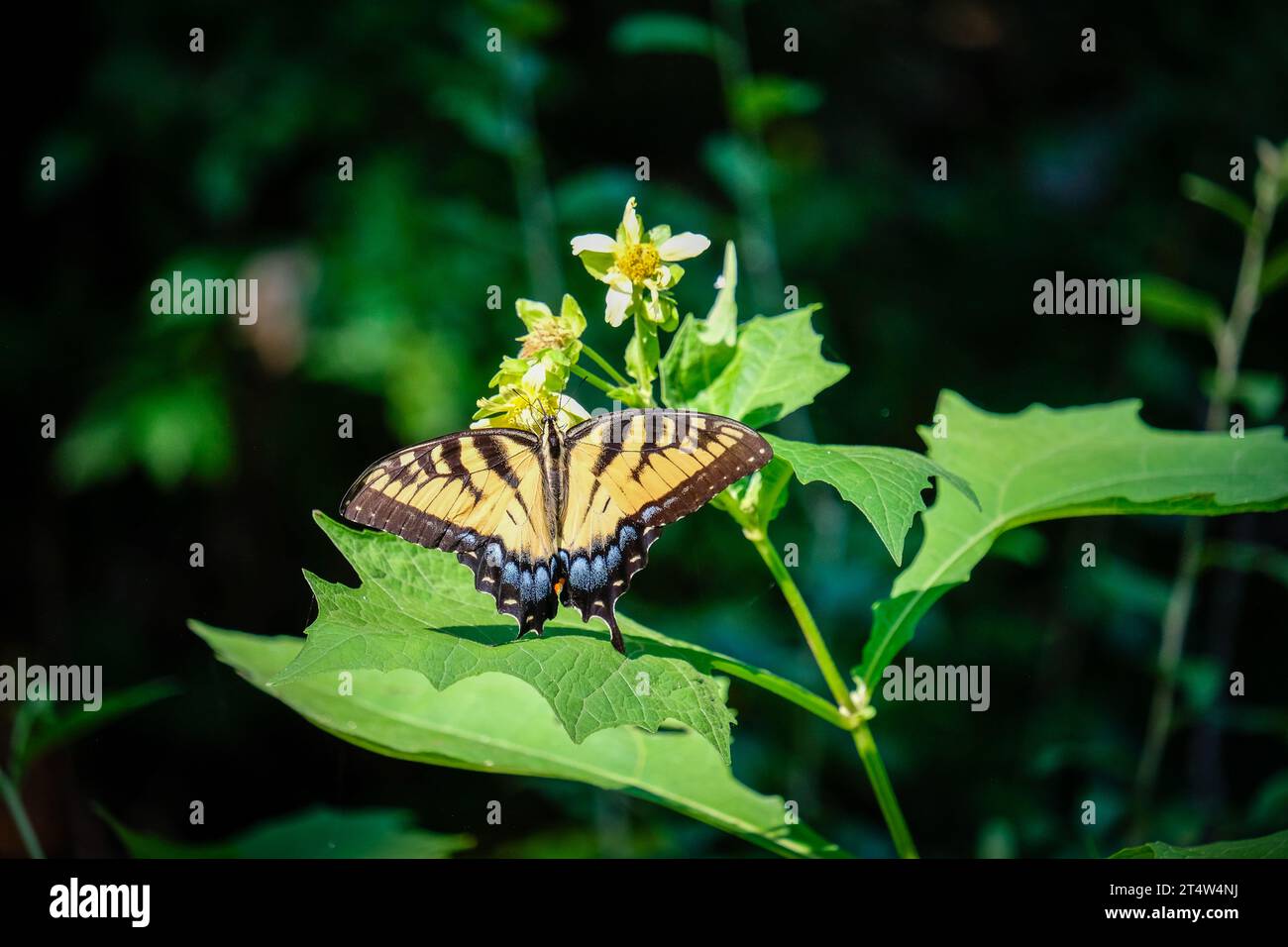 La stupenda farfalla Swallowtail mostra le sue ali vibranti, arroccate sulla pianta Foto Stock