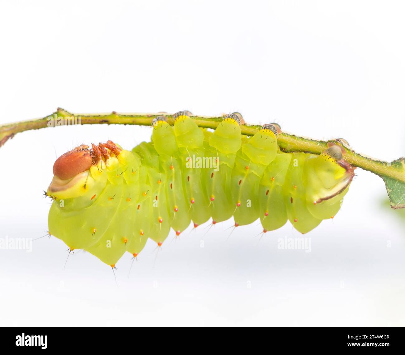 Macro di un caterpillar Luna Moth (actias luna). Vista laterale su sfondo bianco. Foto Stock