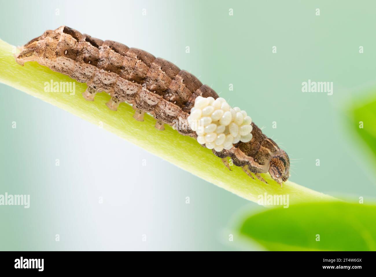 Macro di un verme dell'esercito con uova parassite attaccate. Su sfondo verde. Foto Stock