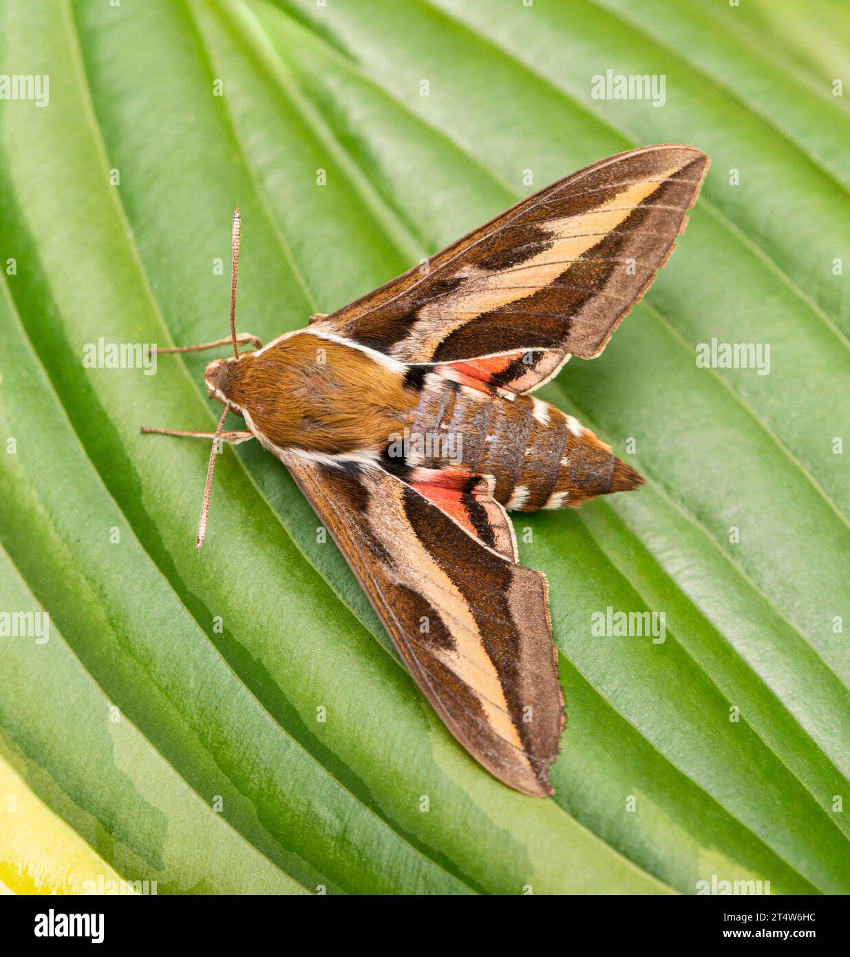 Macro di un falco di pagliaccio (hyles gallii / galium sphinx). Vista dall'alto su sfondo nero. Foto Stock