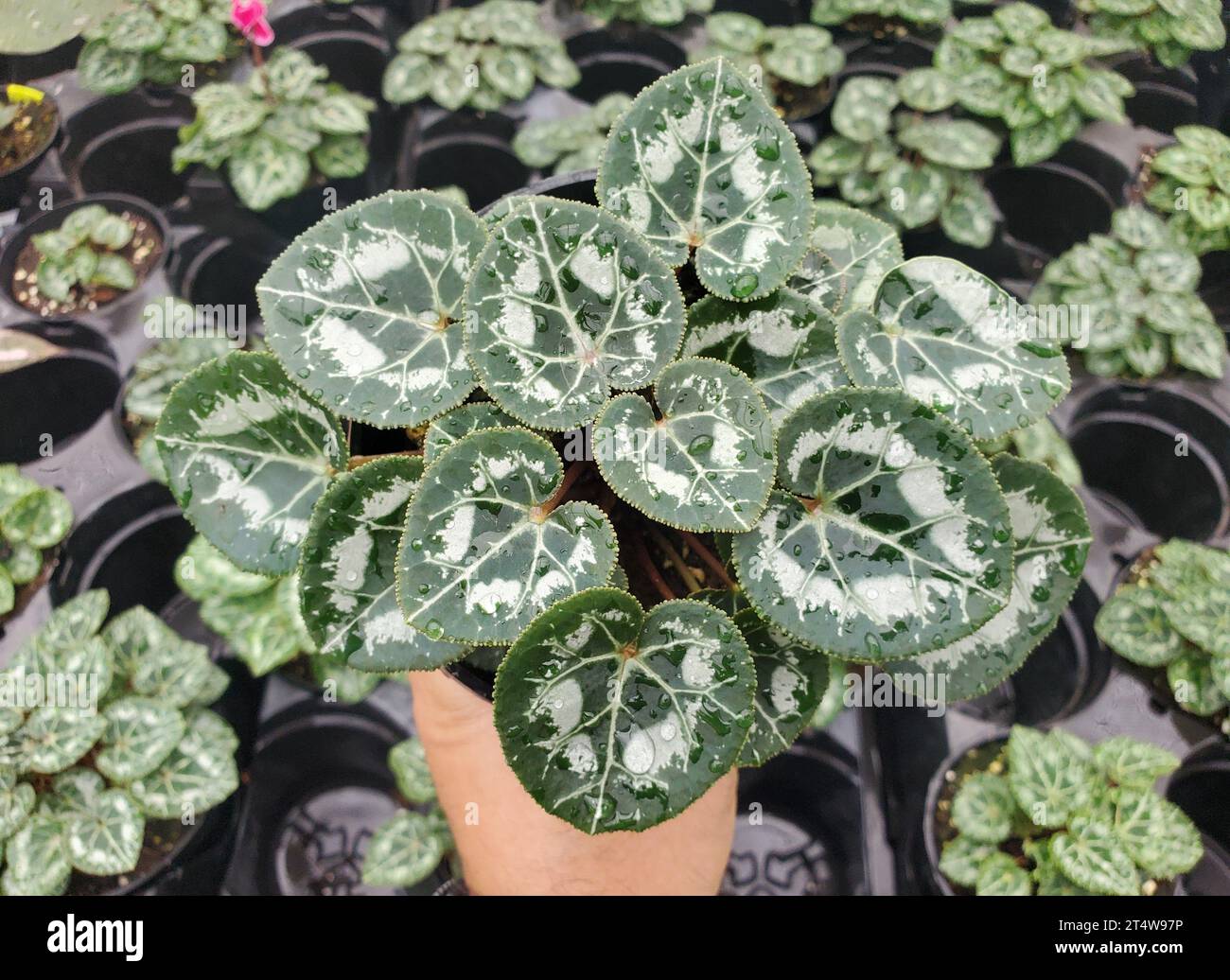 Primo piano delle foglie di ciclamino variegate bianche e verdi Foto Stock