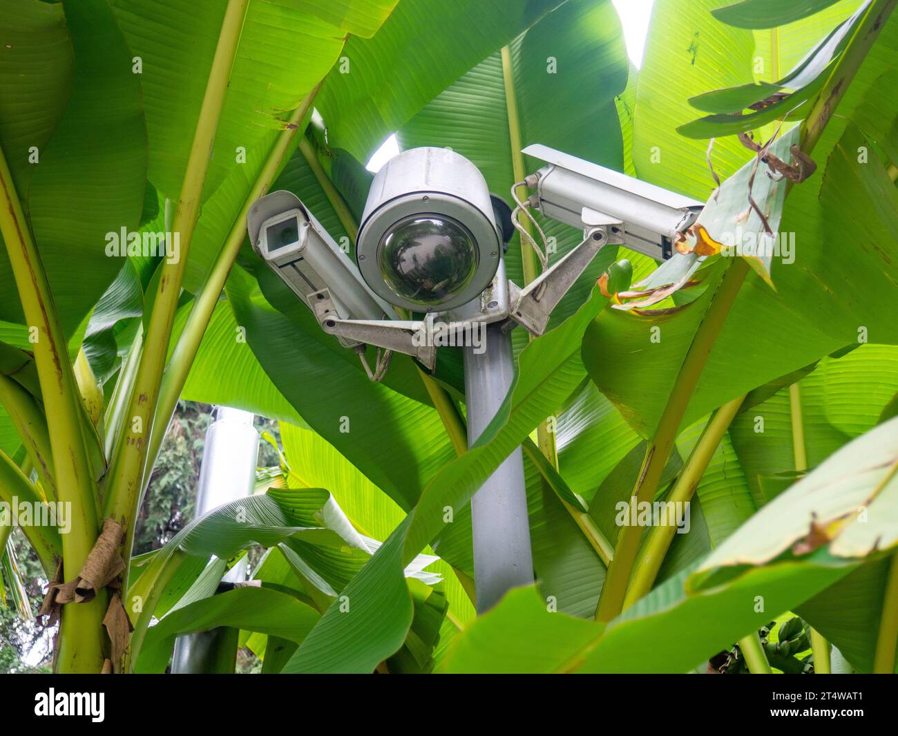 Macchina fotografica per esterni nelle foglie di Musa Basio. Albero tropicale.foglie di sfondo. Vegetazione. Banana Bush giapponese Foto Stock