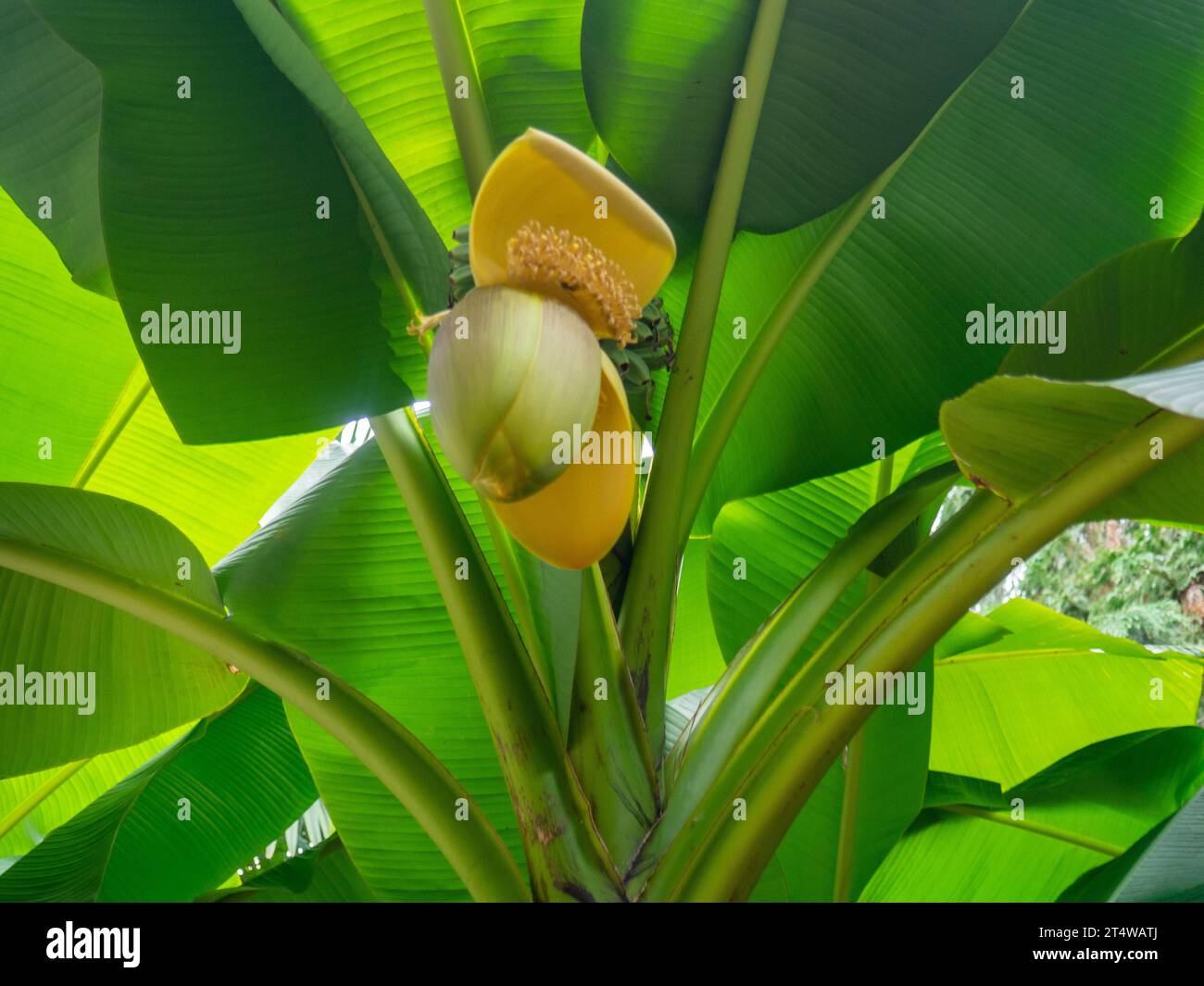 Fiore di Musa Basyo. Albero tropicale.foglie di sfondo. Vegetazione. Banana Bush giapponese Foto Stock