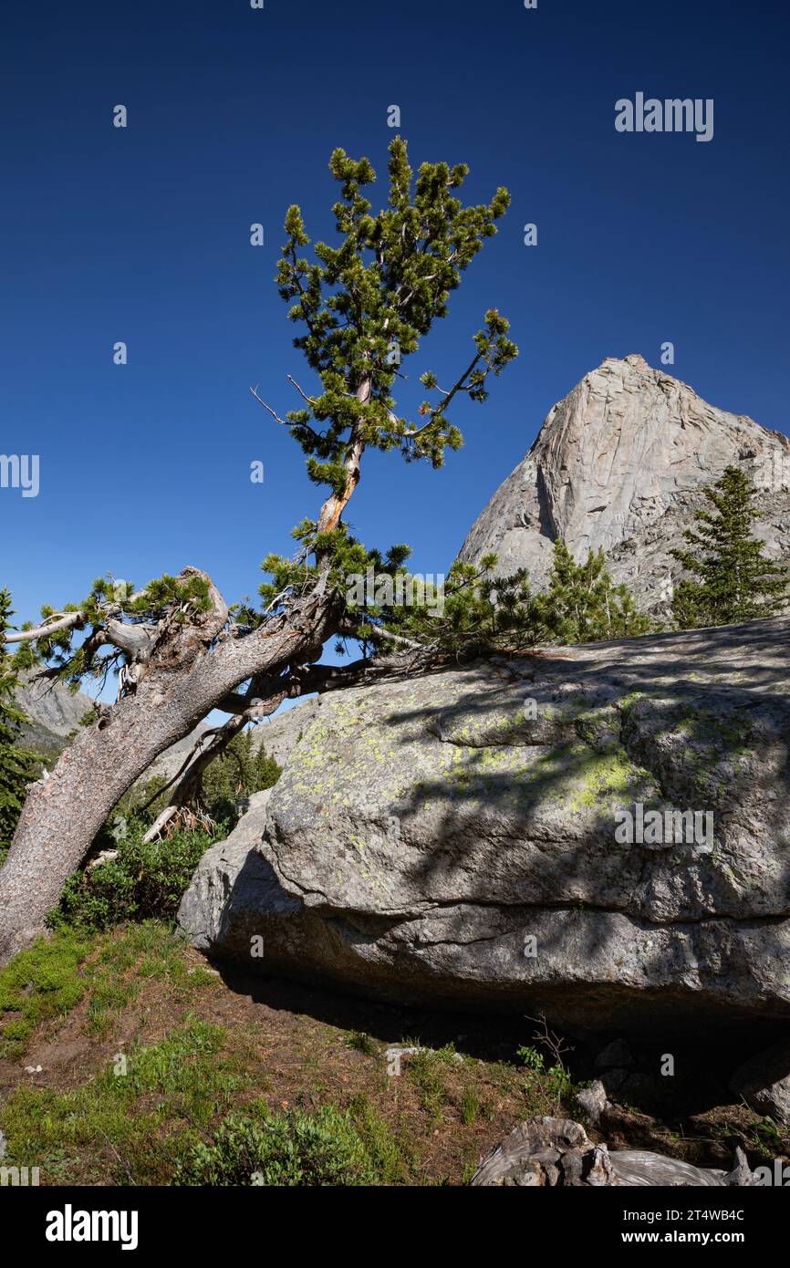 WY05554-00...WYOMING - Un albero che cresce intorno a un grande masso con il Mitchell Peak oltre nel Popo Agie Wilderness della Wind River Range. Foto Stock