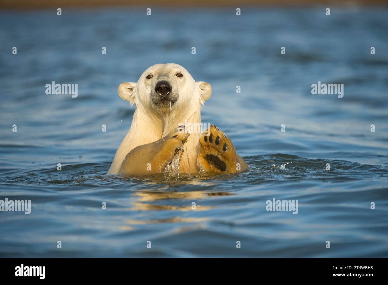 Orso polare Ursus maritimus profilo di un adulto nelle acque al largo di Bernard Spit mentre attende il congelamento dell'area 1002 ANWR Alaska Foto Stock