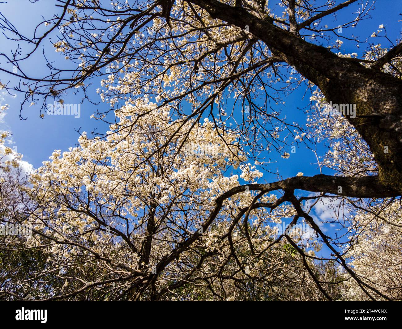 IPES boschetto di fioritura di alberi bianchi con attenzione selettiva nel comune di Marilia Foto Stock