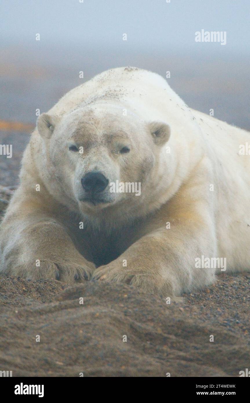 L'orso polare Ursus maritimus il grande cinghiale si appoggia sulla riva lungo Bernard Spit mentre attende il congelamento autunnale dell'area 1002 ANWR Alaska Foto Stock