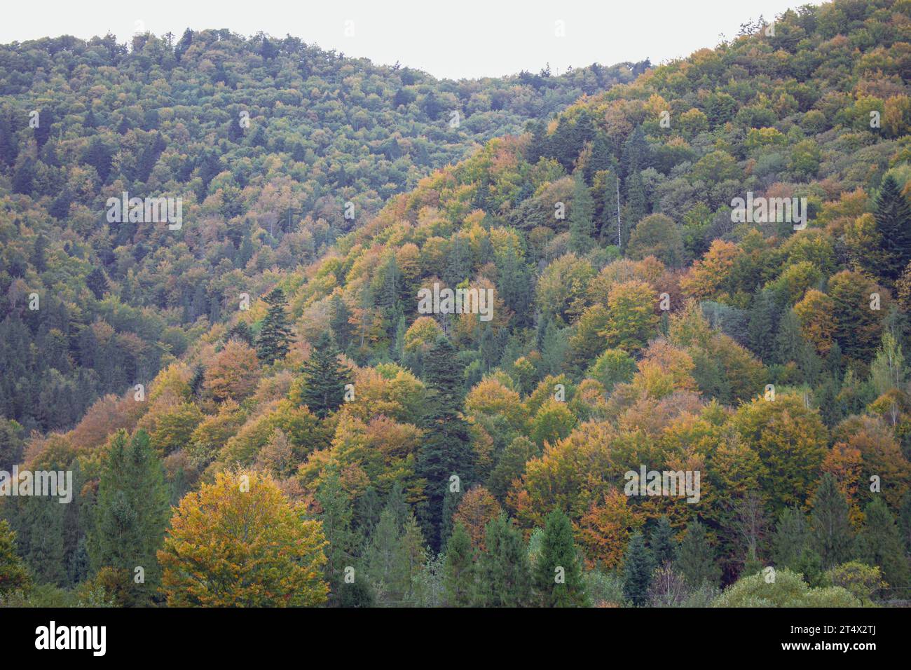 Incredibile autunno in montagna. Foresta autunnale nelle montagne dei Carpazi. Natura pittoresca nella stagione autunnale. Foglie di colore autunnale nel bosco. Foto Stock