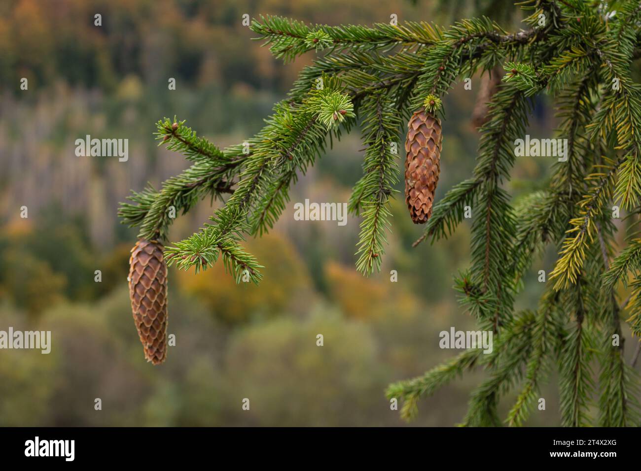 Cono di conifere nella foresta autunnale in montagna. Pino con cono su sfondo boschivo luminoso. Catena montuosa con pittoreschi alberi autunnali. Foto Stock