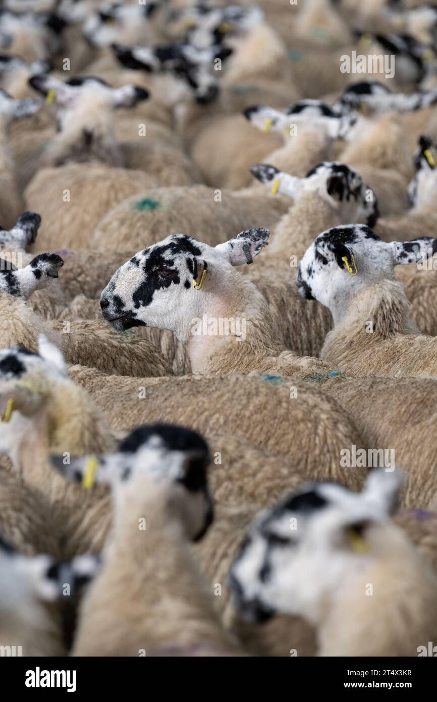 Vendita di agnello mulo Gimmer presso Hawes Livestock Market, Wensleydale, North Yorkshire, Regno Unito, dove 30.000 agnelli da riproduzione vengono venduti in 2 giorni. Foto Stock