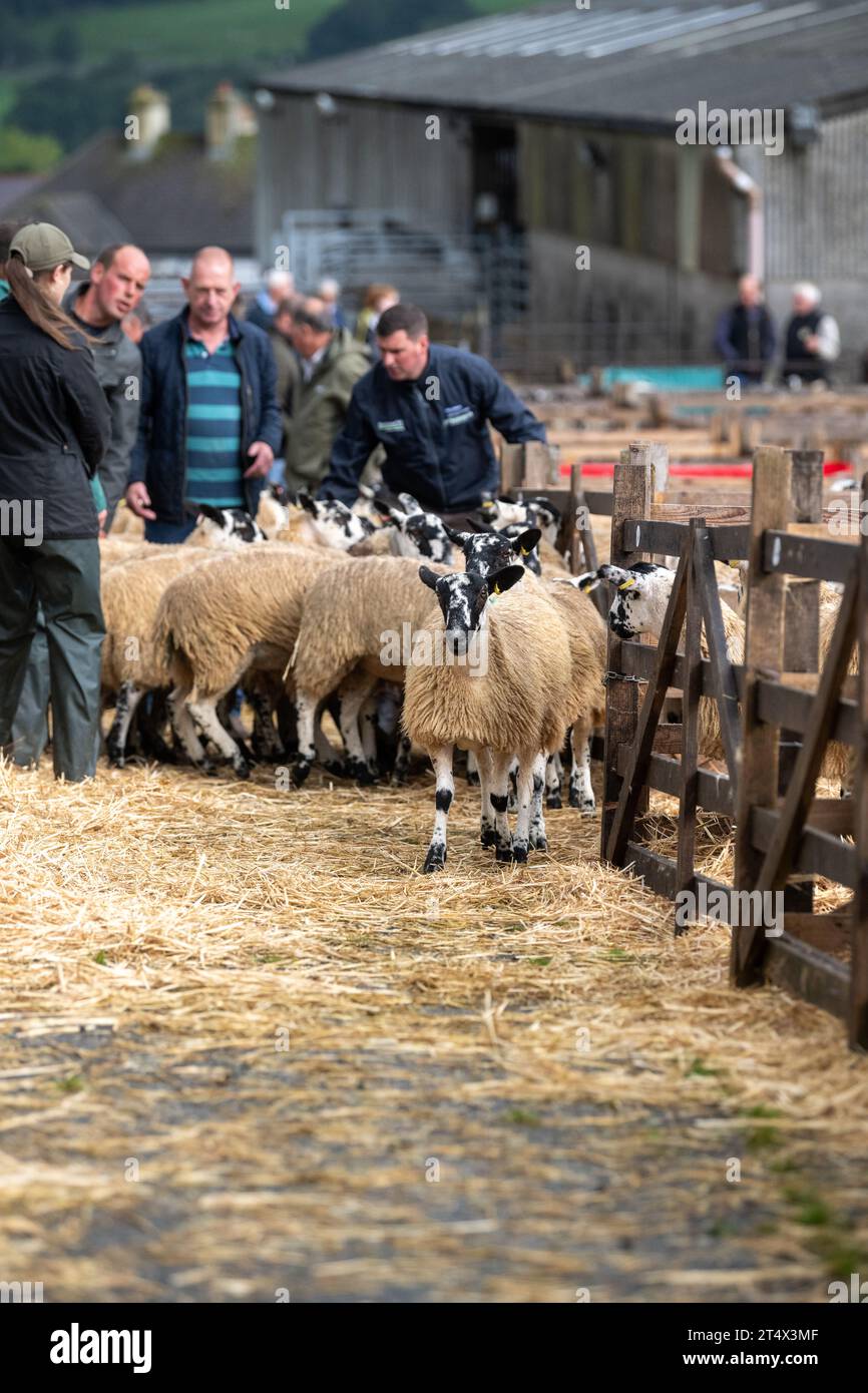 Vendita di agnello mulo Gimmer presso Hawes Livestock Market, Wensleydale, North Yorkshire, Regno Unito, dove 30.000 agnelli da riproduzione vengono venduti in 2 giorni. Foto Stock