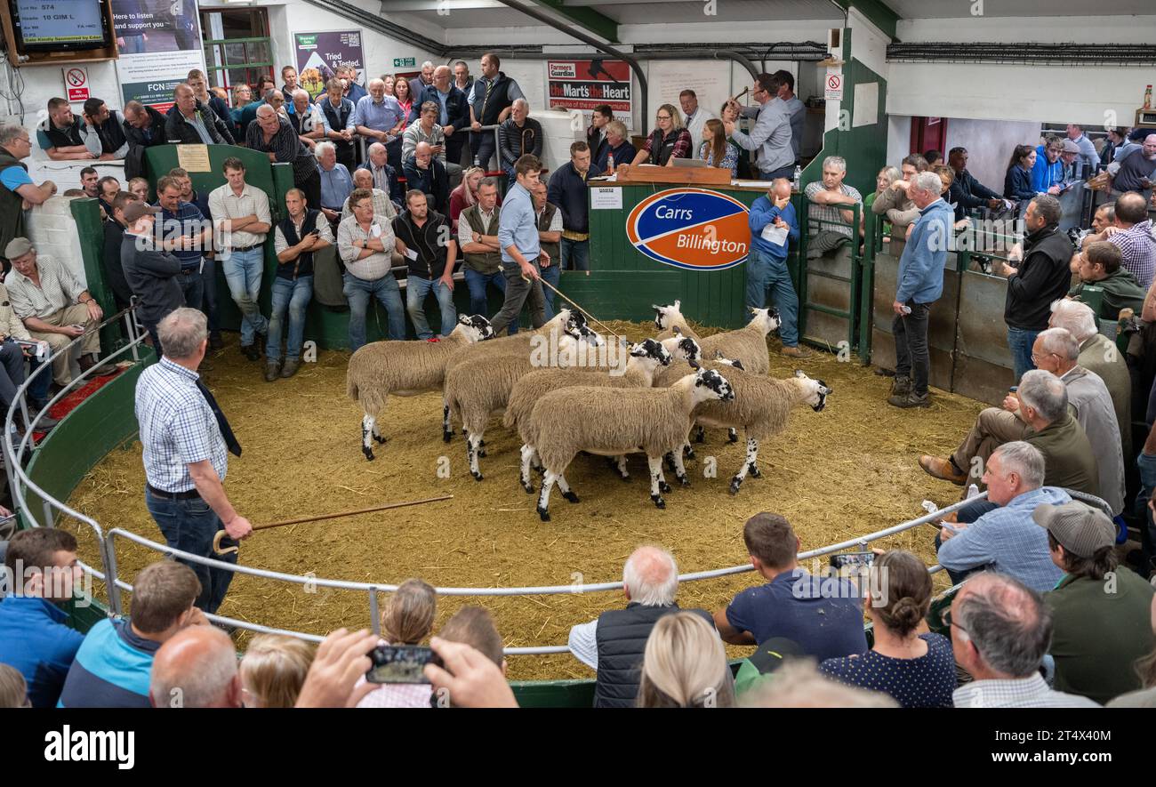 Vendita di agnello mulo Gimmer presso Hawes Livestock Market, Wensleydale, North Yorkshire, Regno Unito, dove 30.000 agnelli da riproduzione vengono venduti in 2 giorni. Foto Stock