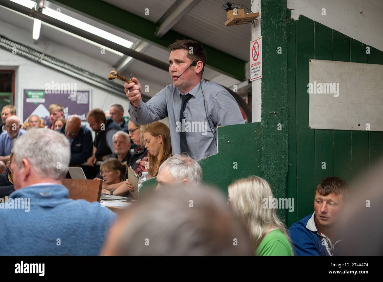 Vendita di agnello mulo Gimmer presso Hawes Livestock Market, Wensleydale, North Yorkshire, Regno Unito, dove 30.000 agnelli da riproduzione vengono venduti in 2 giorni. Foto Stock