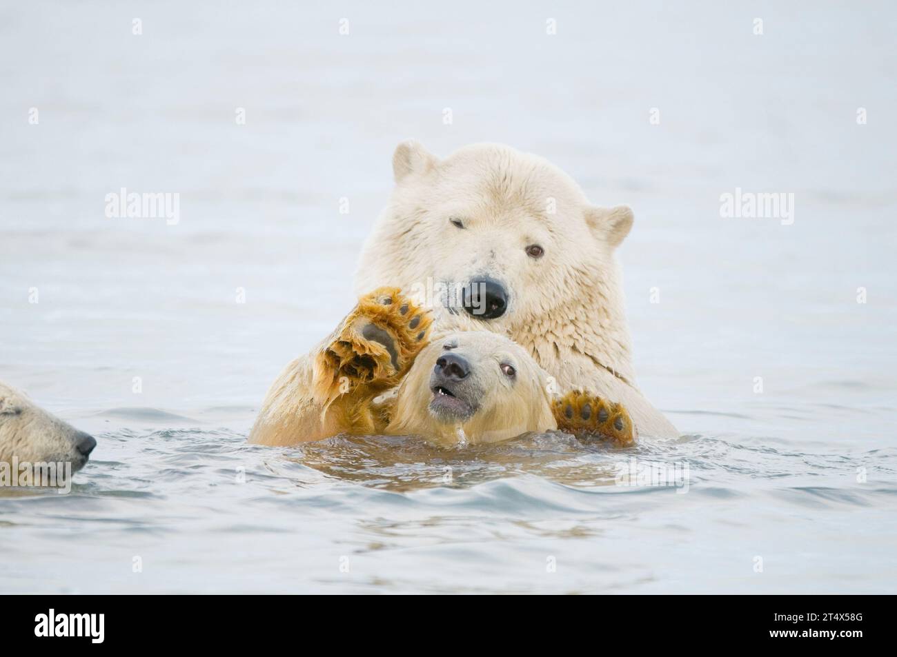 Orsi polari Ursus maritimus giovane scrofa gioca con un cucciolo di primavera che tira le orecchie nell'acqua lungo la costa nell'autunno 1002 ANWR Alaska Foto Stock