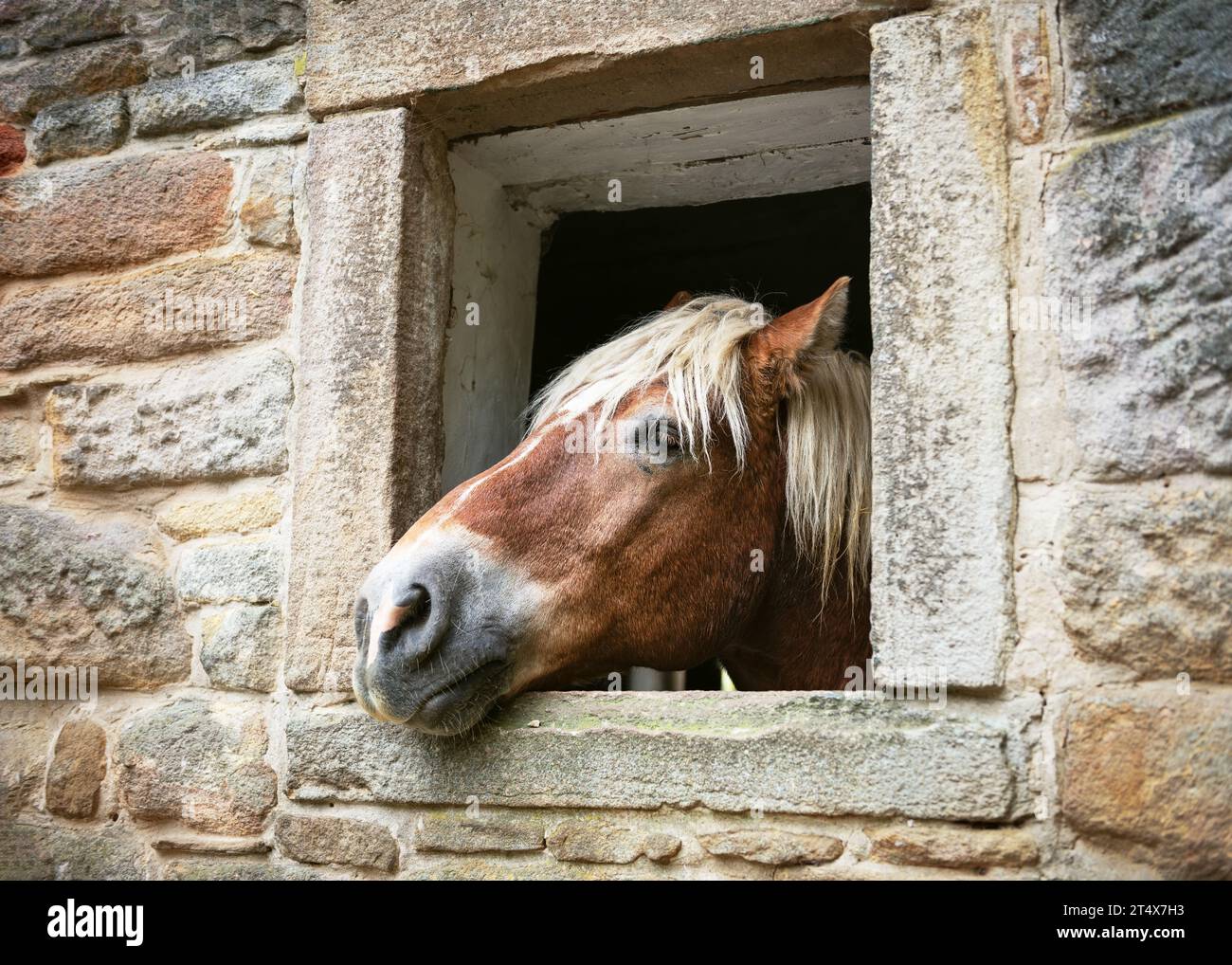 Il curioso cavallo di castagno infila la testa attraverso una finestra della sua stalla. Concetto di fattoria di campagna. Foto Stock