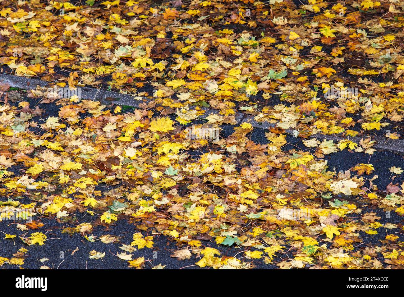 Una strada bagnata dalla pioggia e un marciapiede ricoperti di foglie autunnali bagnate, Renania settentrionale-Vestfalia, Germania regennasse Strasse und Buergersteig bedeckt mit nassem He Foto Stock