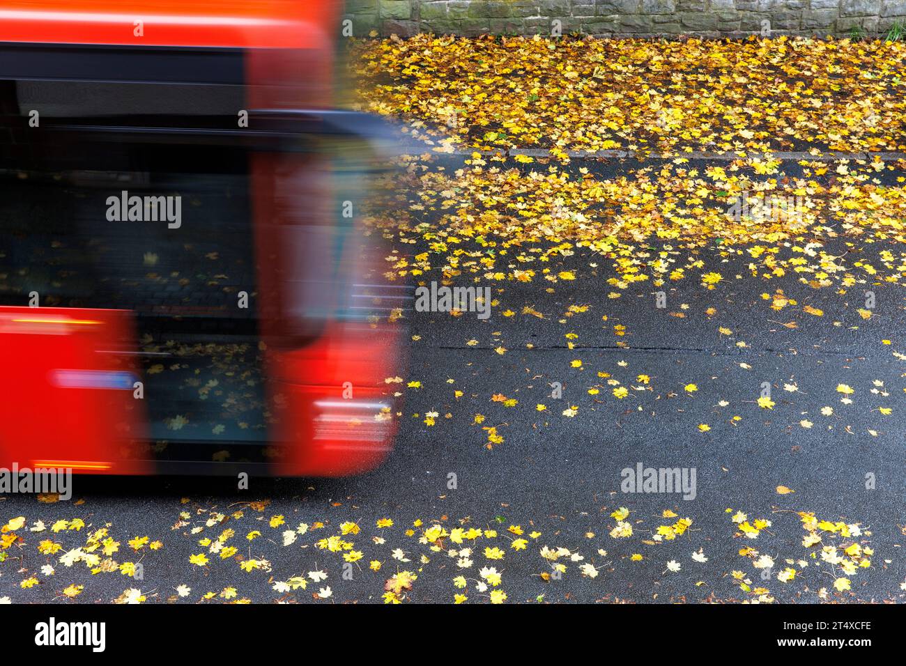 Autobus che percorre una strada bagnata coperta da foglie autunnali bagnate, Renania settentrionale-Vestfalia, Germania Linienbus faehrt ueber eine regennasse Strasse Foto Stock