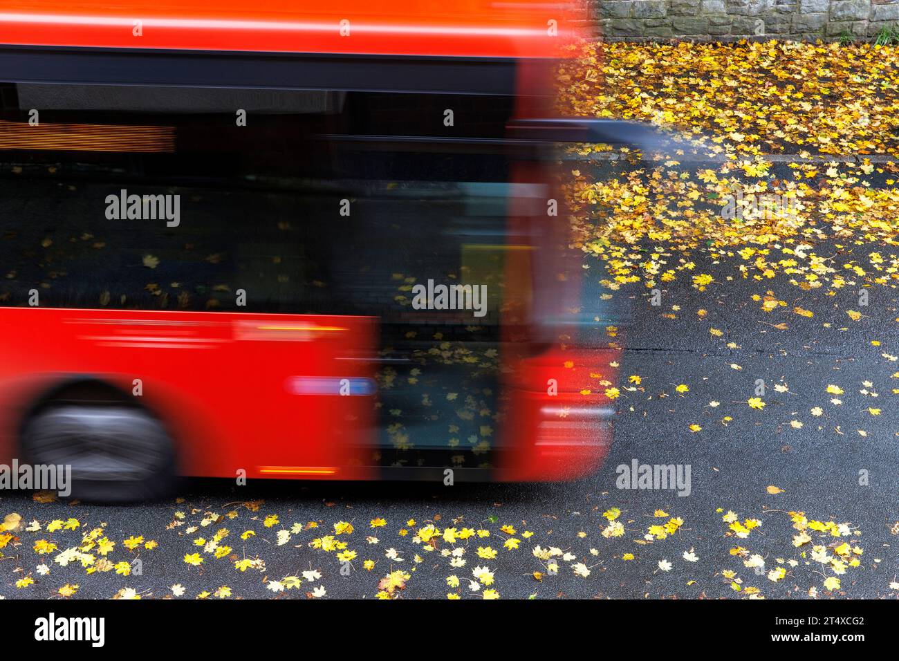 Autobus che percorre una strada bagnata coperta da foglie autunnali bagnate, Renania settentrionale-Vestfalia, Germania Linienbus faehrt ueber eine regennasse Strasse Foto Stock