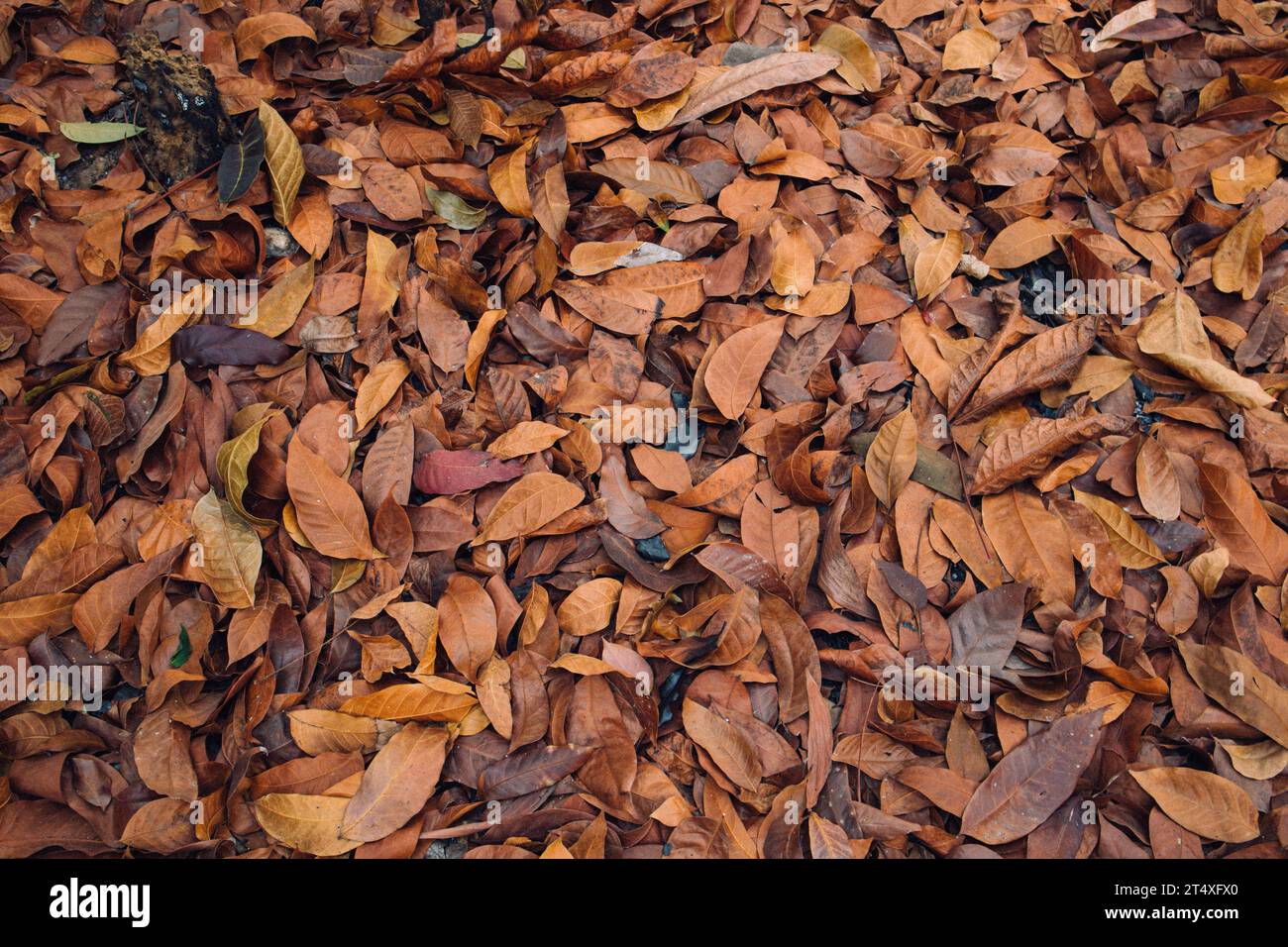 Sfondo di foglie secche immagini e fotografie stock ad alta risoluzione