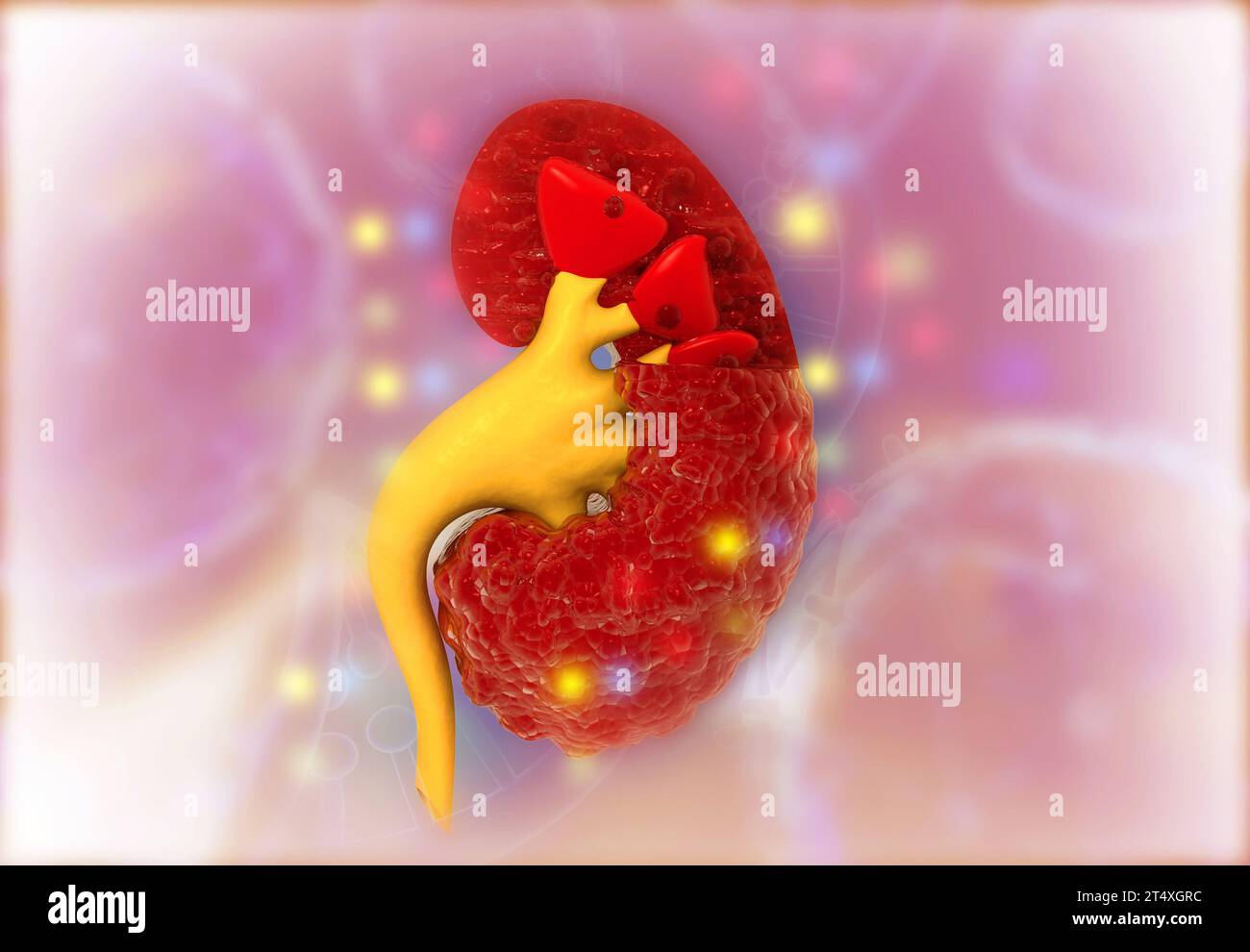 Sezione trasversale dell'anatomia interna del rene su sfondo medico. illustrazione 3d. Foto Stock