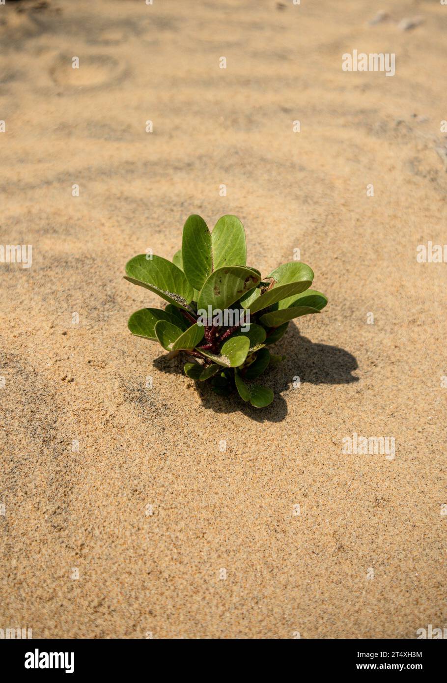 La pianta creeper del piede della capra, Beach Morning Glory o Ipomoea pes-caprae è una pianta a base di erbe che cresce intorno alla spiaggia Foto Stock