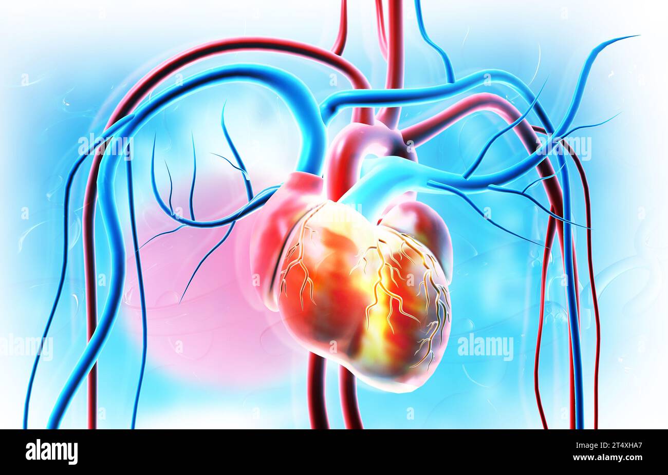 Vasi sanguigni cardiaci umani su background medico. illustrazione 3d. Foto Stock